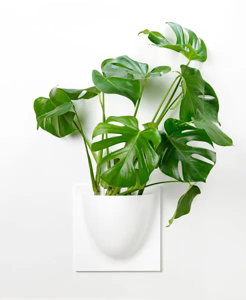 Hovedbilde Verti Copenhagen Vertiplants veggpotte 30x30, hvit