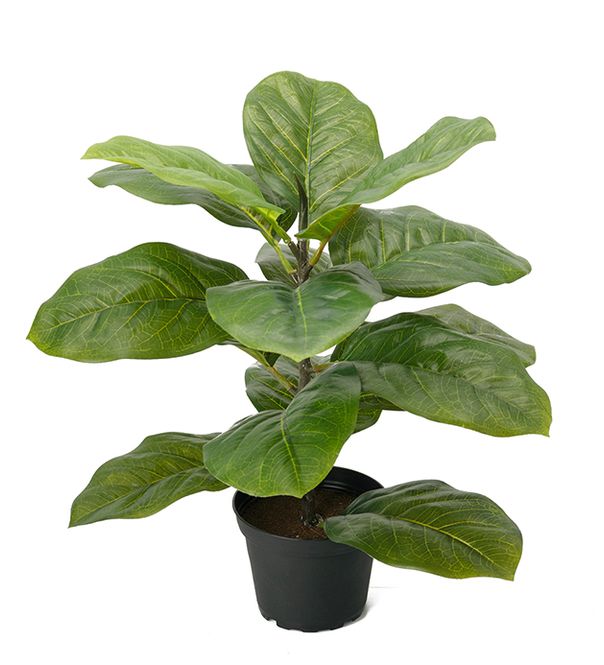 Hovedbilde Mr Plant Fiolinfiken Potteplante
